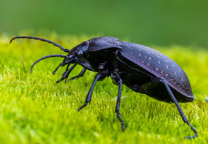 Goldgruben-Laufkäfer (Carabus hortensis), 12.10.2022, Gostyn