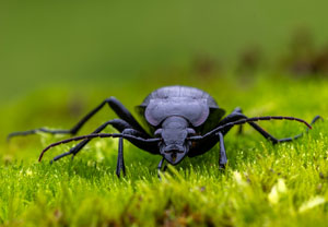 Goldgruben-Laufkäfer (Carabus hortensis), 11.10.2022, Gostyn