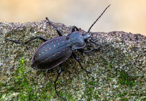Goldgruben-Laufkäfer (Carabus hortensis), 10.10.2022, Gostyn