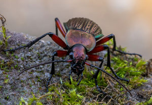 Körnerwarze (Carabus cancellatus), 10.10.2022, Gostyn