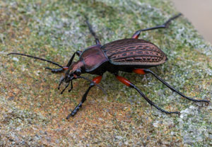 Körnerwarze (Carabus cancellatus), 10.10.2022, Gostyn