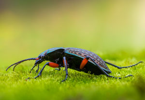 Körnerwarze (Carabus cancellatus), 13.10.2022, Gostyn