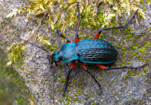 Körnerwarze (Carabus cancellatus), 30.03.2026, Wyry