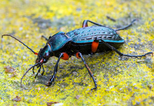 Körnerwarze (Carabus cancellatus), 31.03.2026, Wyry