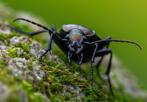 Hügel-Laufkäfer (Carabus arcensis), 11.10.2022, Gostyn