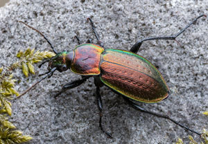Hügel-Laufkäfer (Carabus arcensis), 09.04.2026, Wyry
