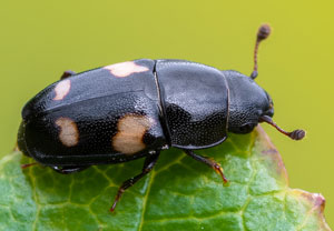 Glischrochilus quadrisignatus