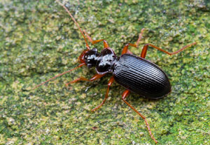 Rotrandiger Bartläufer (Leistus rufomarginatus), 24.10.2022, Altenahr