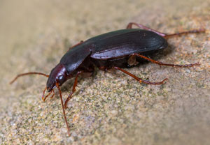Calathus rotundicollis, 30.10.2022, Bad Münstereifel