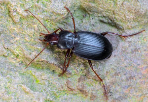 Calathus rotundicollis