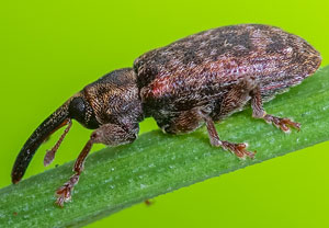 Gefleckter Weiden-Kätzchenrüssler (Dorytomus taeniatus), 06.04.2023, Köln