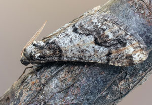 Weißgrauer Breitflügelspanner (Agriopis leucophaearia), 23.02.2025, Hürth