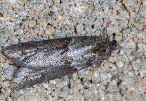 Eichenwald-Frühlingswickler (Tortricodes alternella)