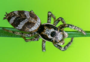 Mauer-Zebraspringspinne (Salticus scenicus), 06.04.2023, Hürth
