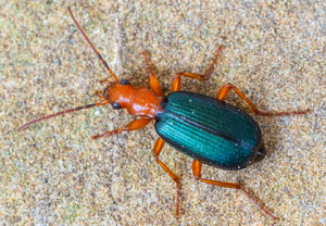 Großer Bombardierkäfer (Brachinus crepitans), 12.07.2023, Baska