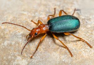 Großer Bombardierkäfer (Brachinus crepitans), 26.04.2023, Niederzissen, Bausenberg