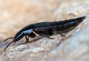 Quedius lateralis, 22.04.2023, Brühl