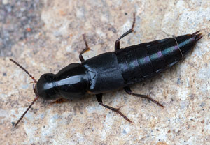 Quedius lateralis, 22.04.2023, Brühl