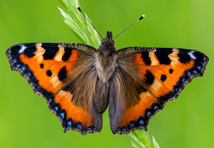 Kleiner Fuchs (Aglais urticae), Wyry