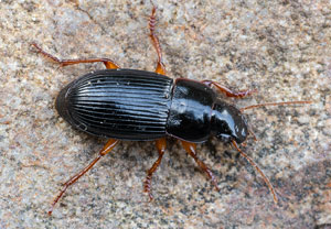 Harpalus latus