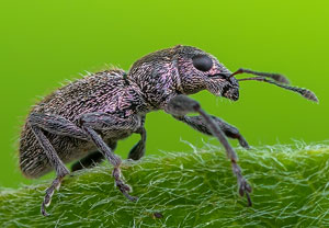 Sitona regensteinensis, 15.05.2023, Vettweiß, Droverheide