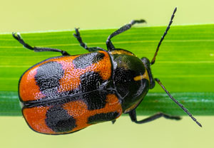 Fünfpunktiger Fallkäfer (Cryptocephalus quinquepunctatus), 27.05.2023, Ehrwald