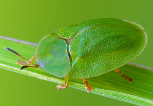 Grüner Schildkäfer (Cassida viridis), 29.05.2023, Grainau