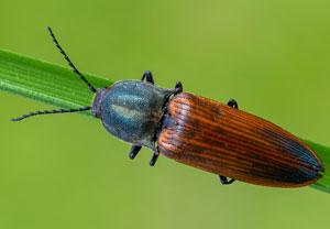 Ctenicera virens, 26.05.2023, Ehrwald