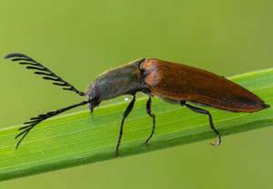 Ctenicera virens, 27.05.2023, Ehrwald