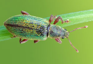 Fichten-Glanzrüssler (Polydrusus impar), 06.06.2023, Altenahr