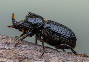 Kopfhornschröter (Sinodendron cylindricum), 04.06.2023, Altenahr