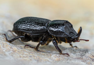 Kopfhornschröter (Sinodendron cylindricum), 06.06.2023, Altenahr