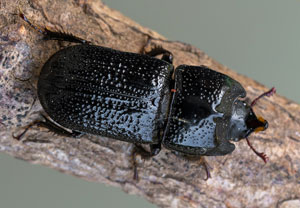 Kopfhornschröter (Sinodendron cylindricum), 04.06.2023, Altenahr