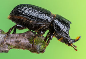 Kopfhornschröter (Sinodendron cylindricum), 06.06.2023, Altenahr