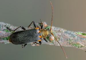 Eichen-Tiefaugenbock (Cortodera humeralis), 20.05.2023, Altenahr