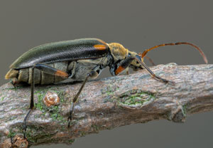 Eichen-Tiefaugenbock (Cortodera humeralis), 20.05.2023, Altenahr