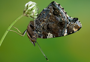 Admiral (Vanessa atalanta) &ndash; Foto 3