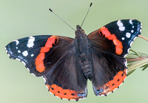 Admiral (Vanessa atalanta) &ndash; Foto 4
