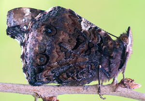 Admiral (Vanessa atalanta), Wyry