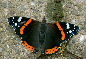 Admiral (Vanessa atalanta), 09.07.2009, Weitersburg