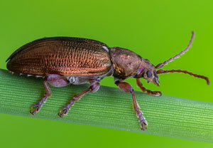 Kleiner Seggen-Schilfkäfer (Plateumaris consimilis), 29.05.2023, Biberwier