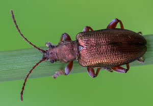 Kleiner Seggen-Schilfkäfer (Plateumaris consimilis), 29.05.2023, Biberwier