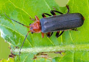 Variabler Weichkäfer (Cantharis livida), 27.05.2023, Biberwier