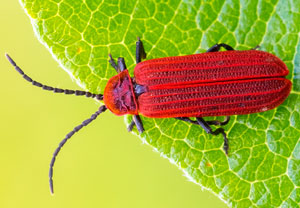 Lopherus rubens