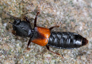 Bledius tricornis, 08.06.2023, Hürth