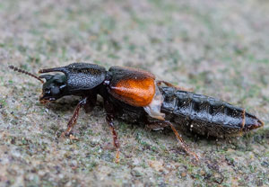 Bledius tricornis, 08.06.2023, Hürth