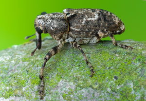 Gasterocercus depressirostris, 17.06.2023, Hürth