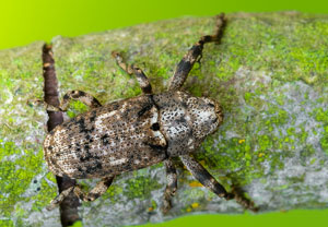 Gasterocercus depressirostris, 17.06.2023, Hürth