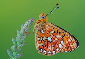 Silberfleck-Perlmuttfalter (Boloria euphrosyne), 08.06.2023, Biberwier