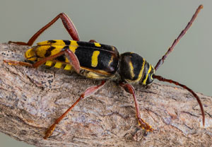 Hornissenbock (Plagionotus detritus), 20.06.2023, Hamminkeln - Diersfordter Wald
